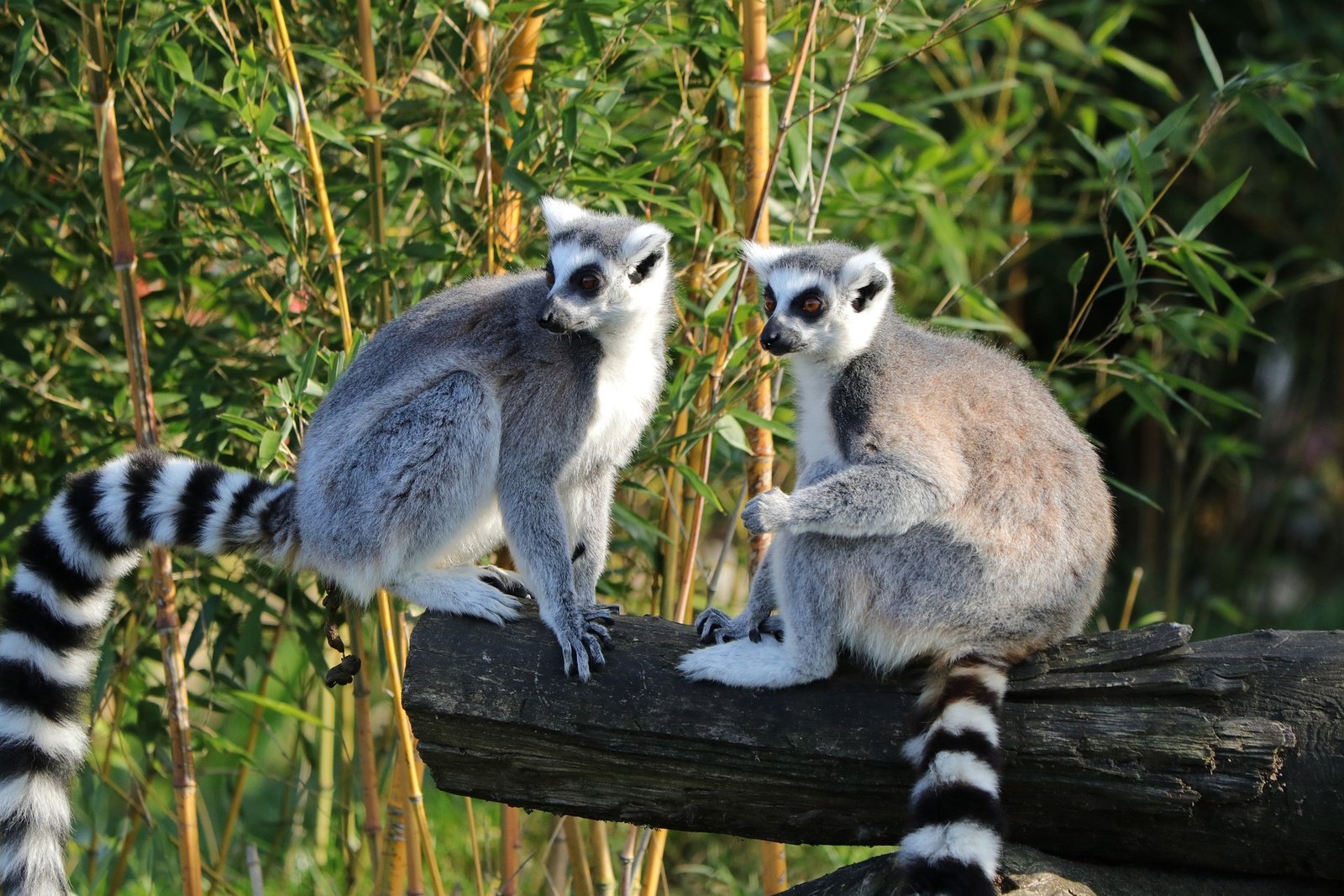Also called the eighth continent, Madagascar is mostly known for its endemic species. Explore this biodiversity hotspot!