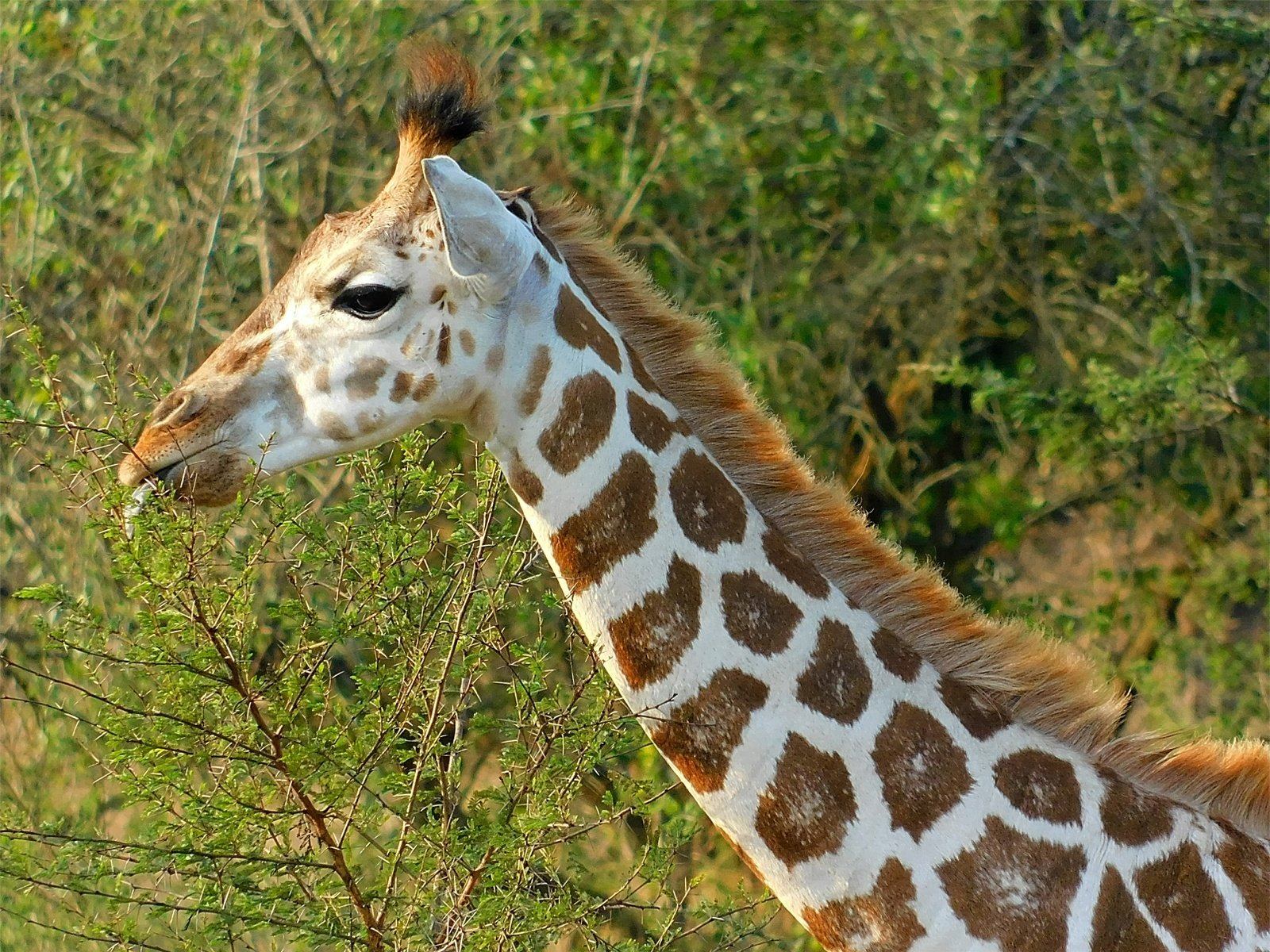 Spectacular lakes and waterfalls, forests, endless savannah landscapes, explore Uganda's extensive wildlife, including the last remaining mountain gorillas on Earth....