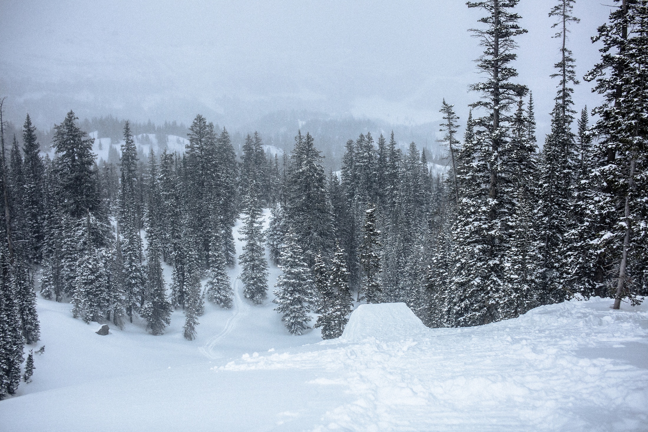 A Fresh Jump Over The Trees