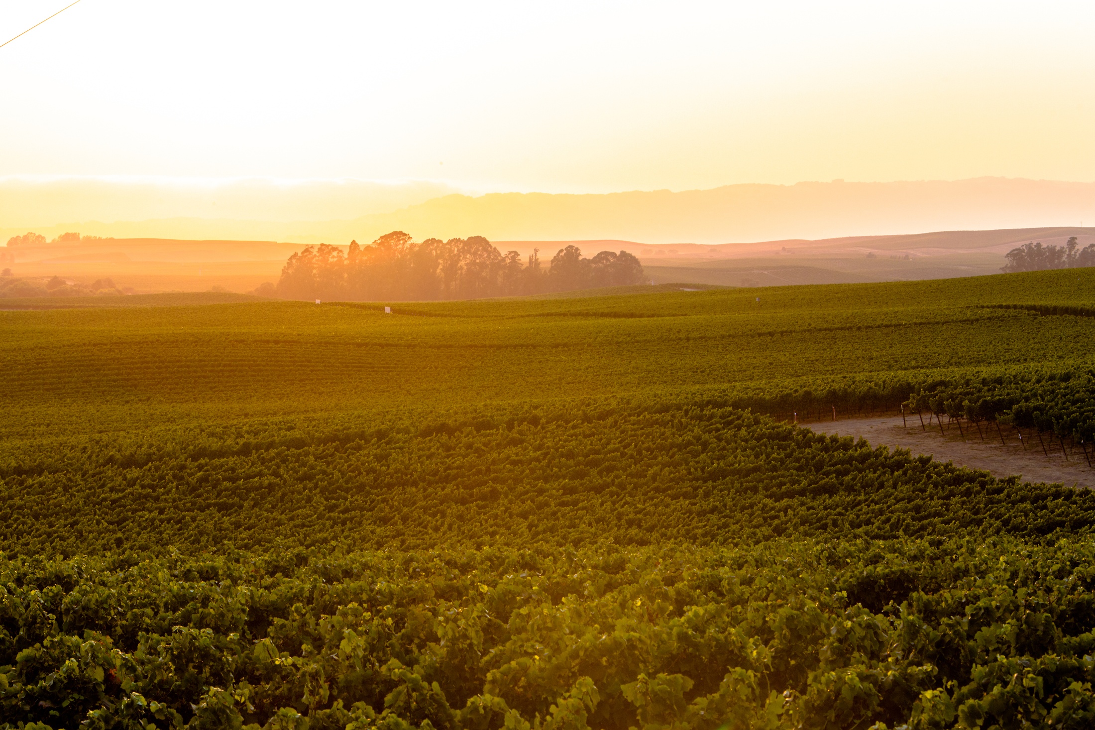 Sunset in Carneros AVA