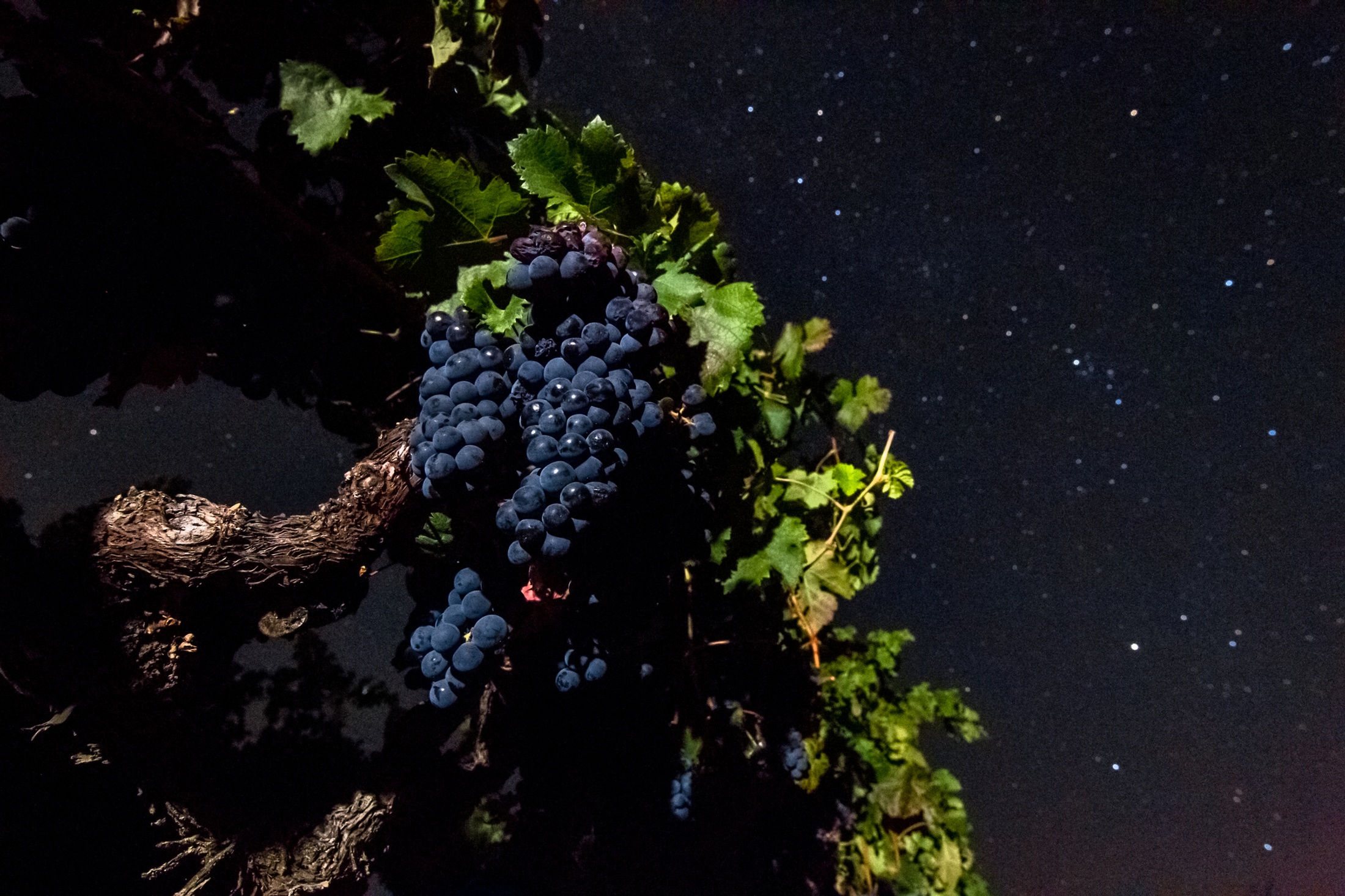 A Clear Night In The Vineyard