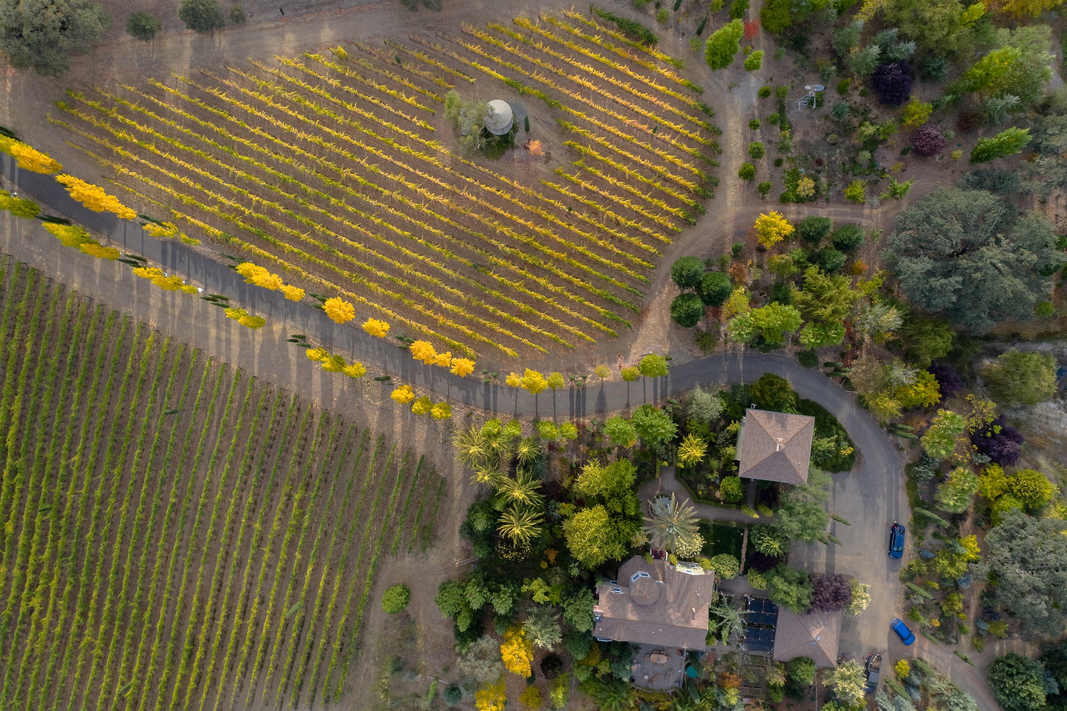 The Driveway Outlineds by Yellow Leaves