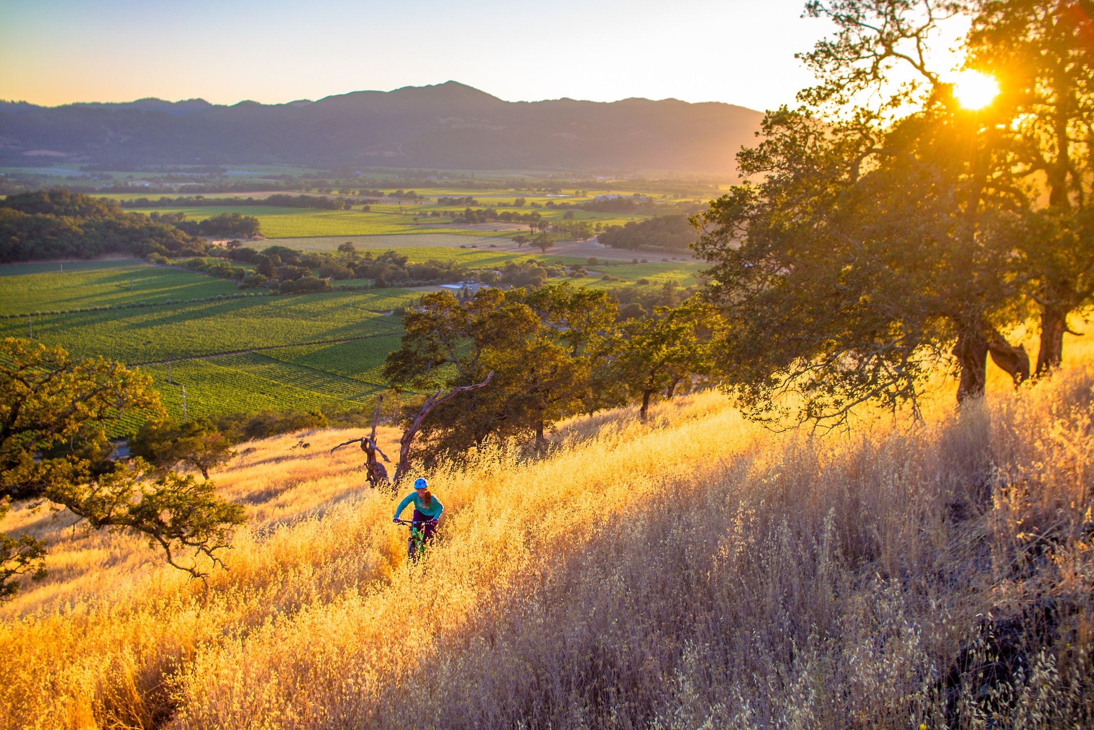 Adrienne Schneider Ascending Above Vineyards