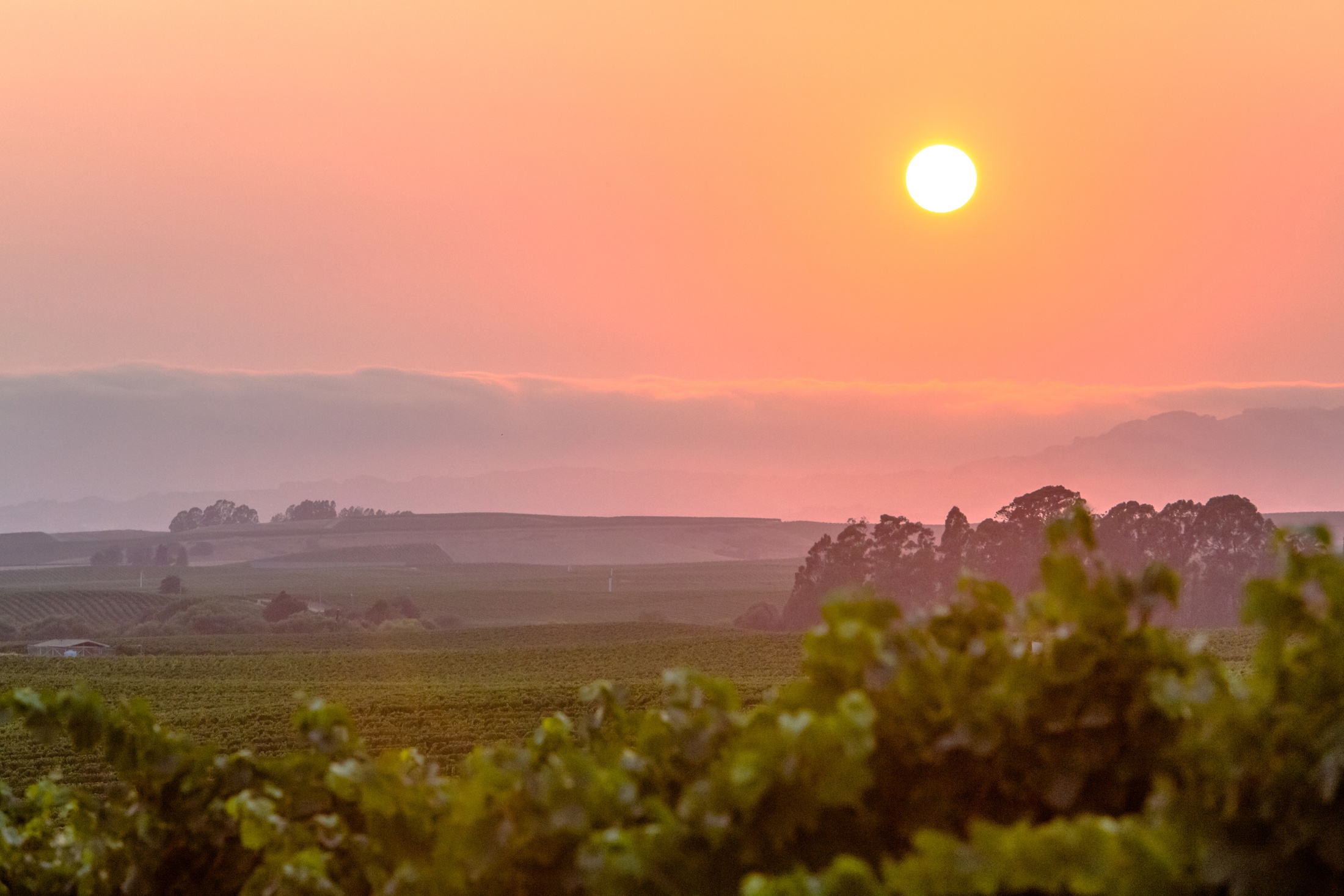 Looking East From the Carneros Vineyard