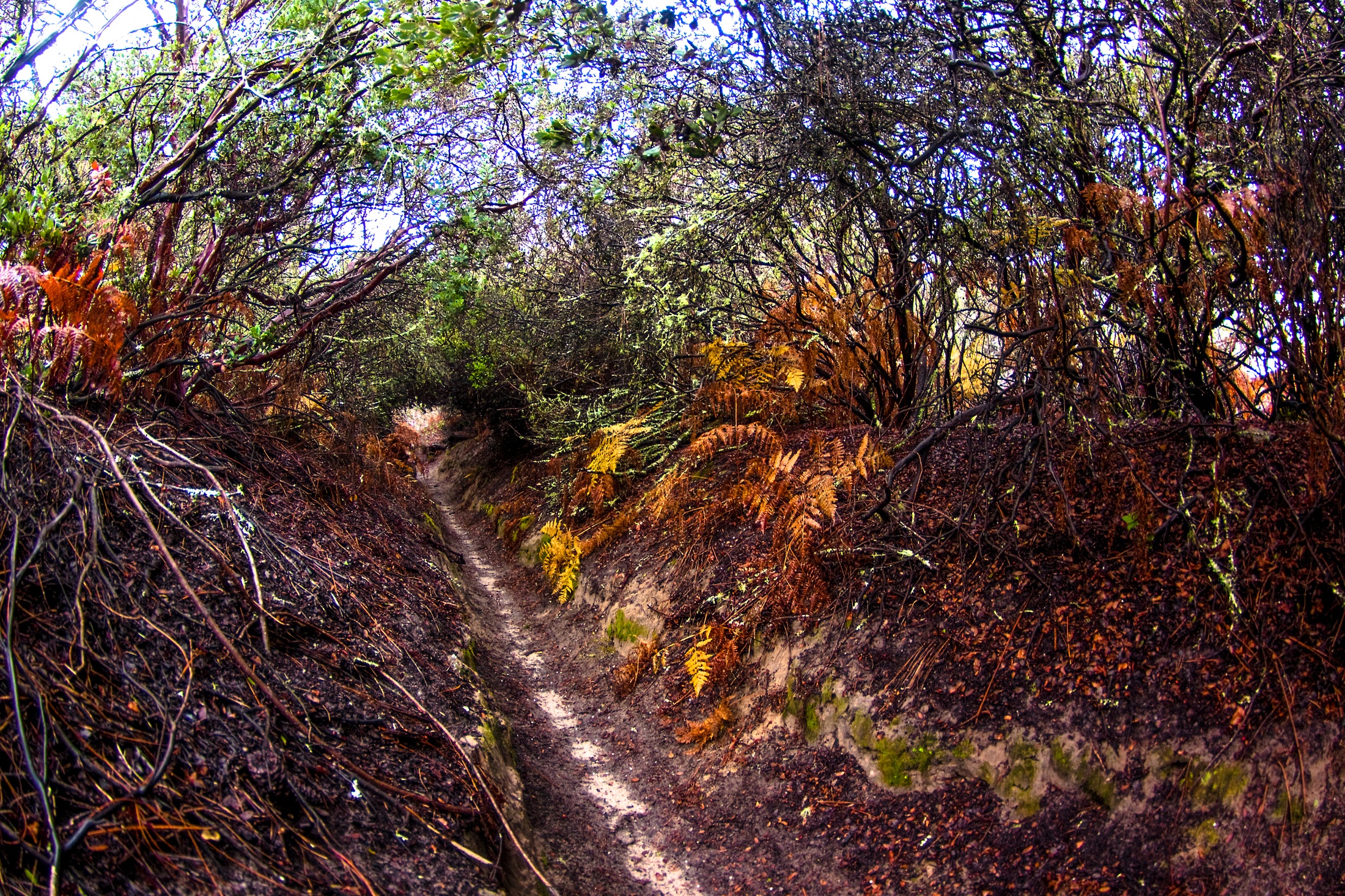 Singletrack Tunnel