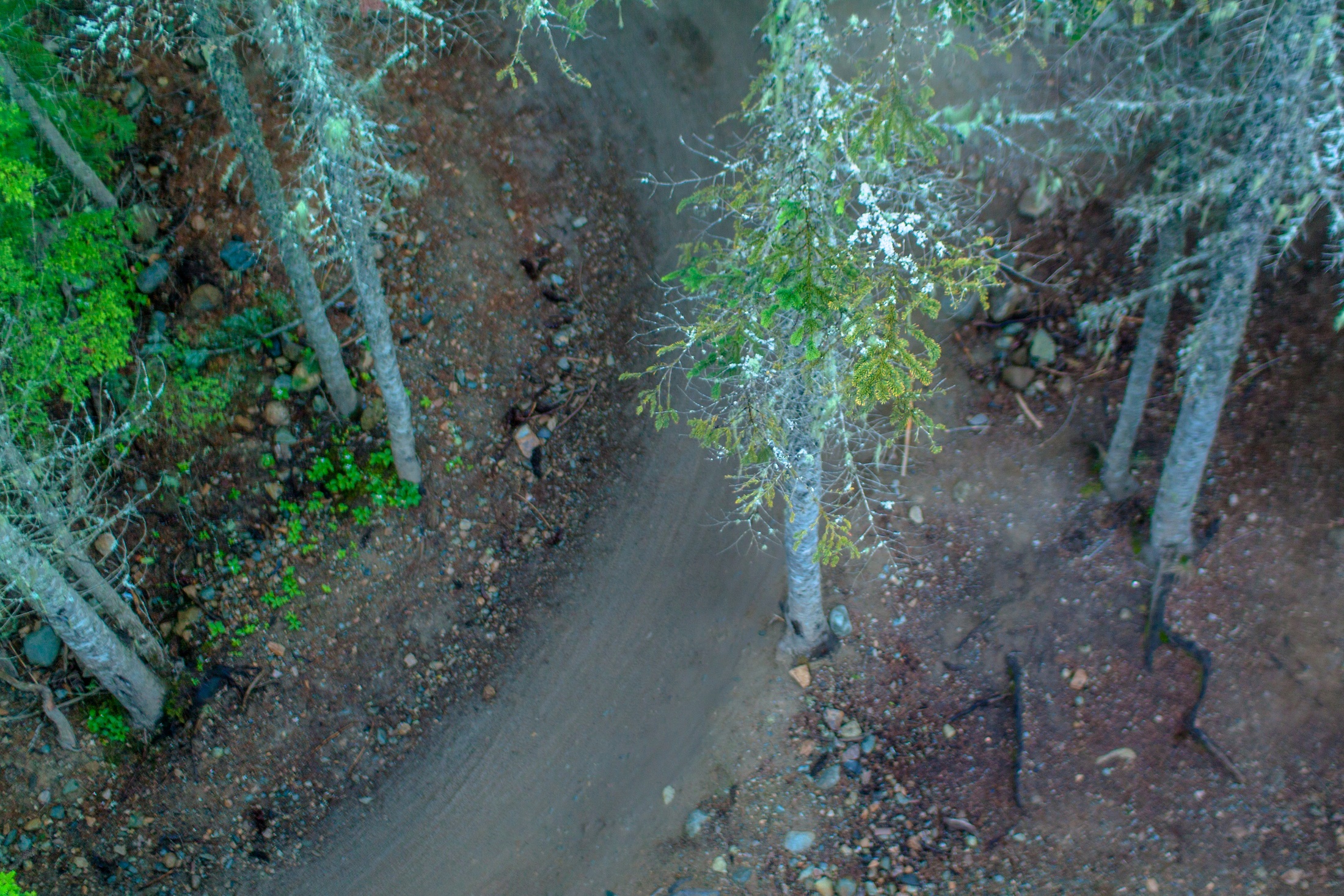 Rainy Singletrack