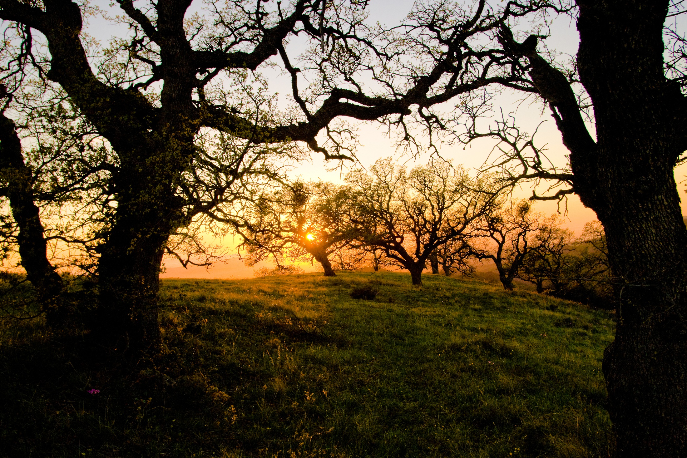 Oaks at Sunset on Figuroa Mountain