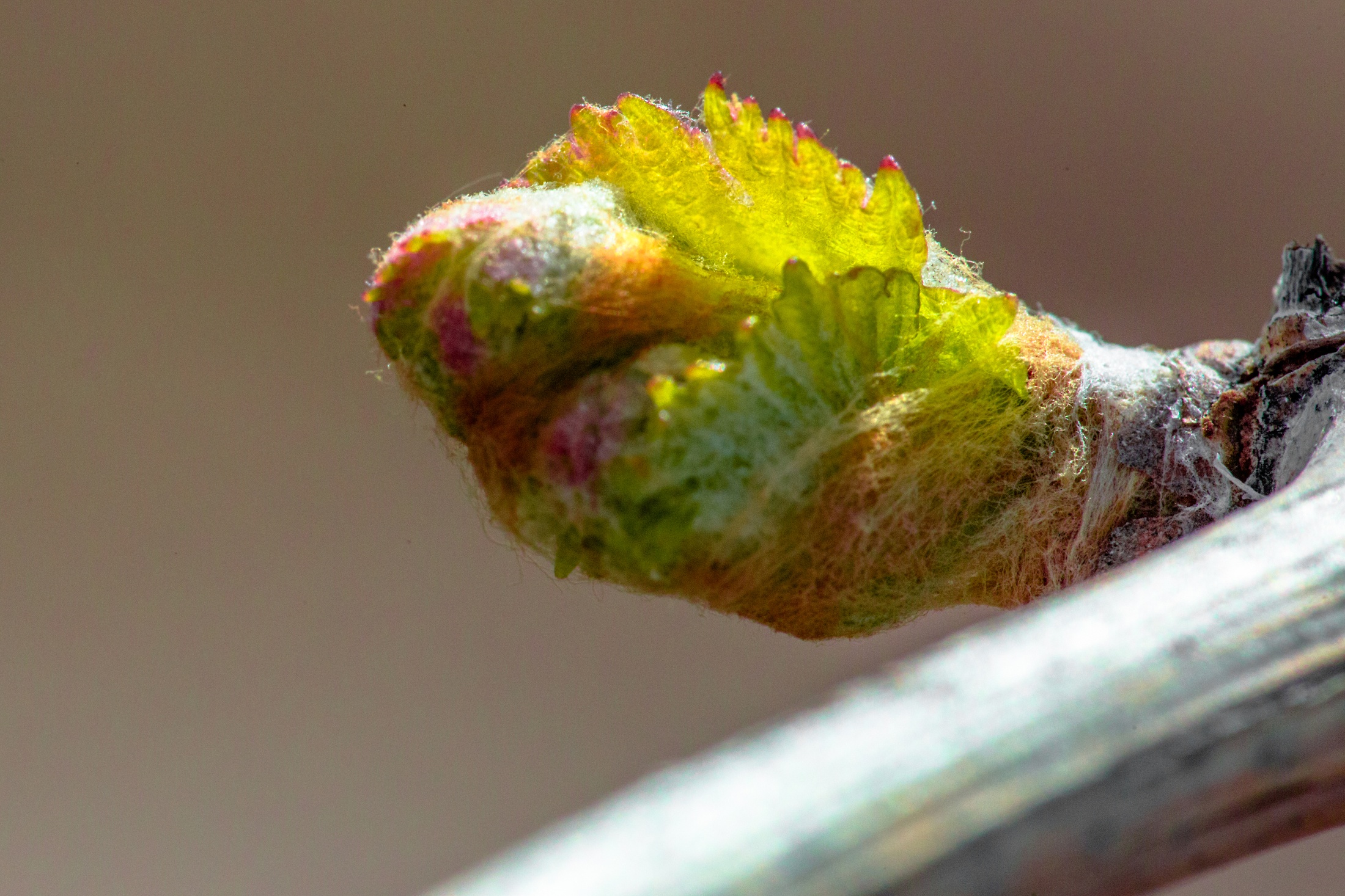 Bud Break