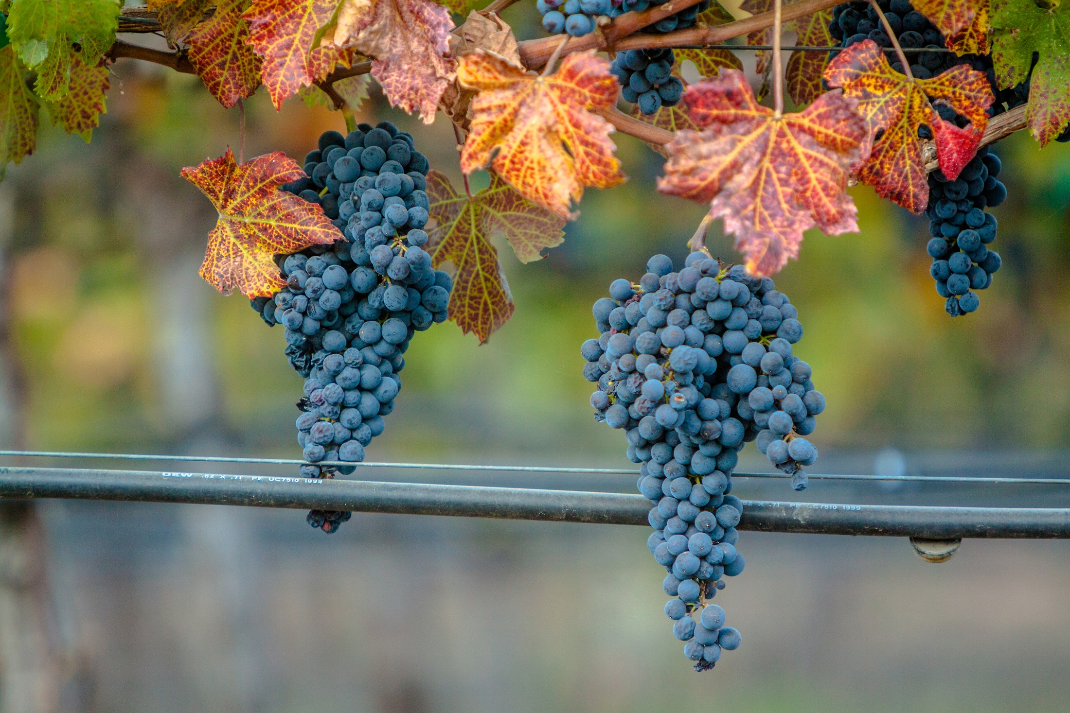 Grapes During Harvest