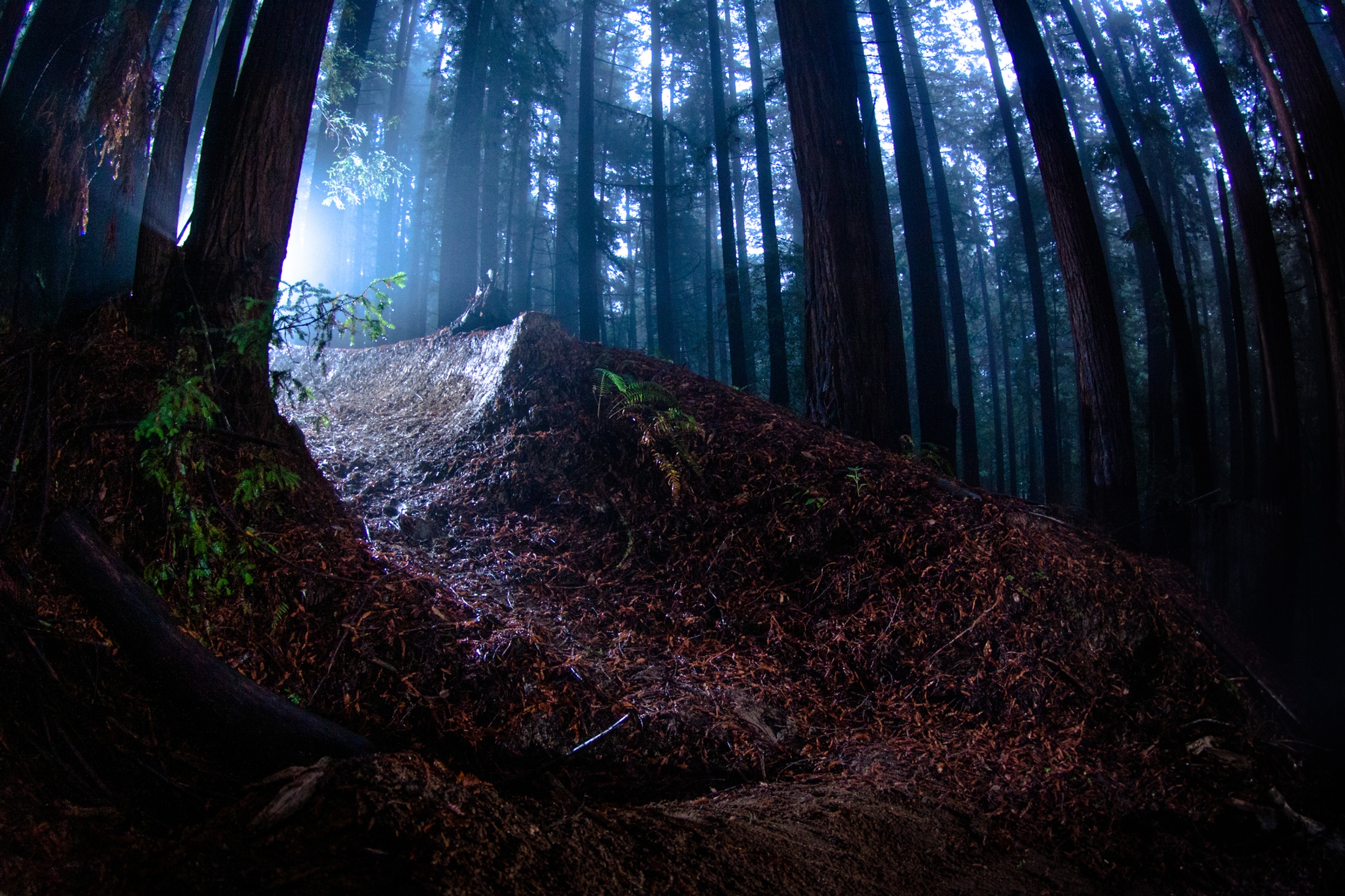 Dark Foggy Trail