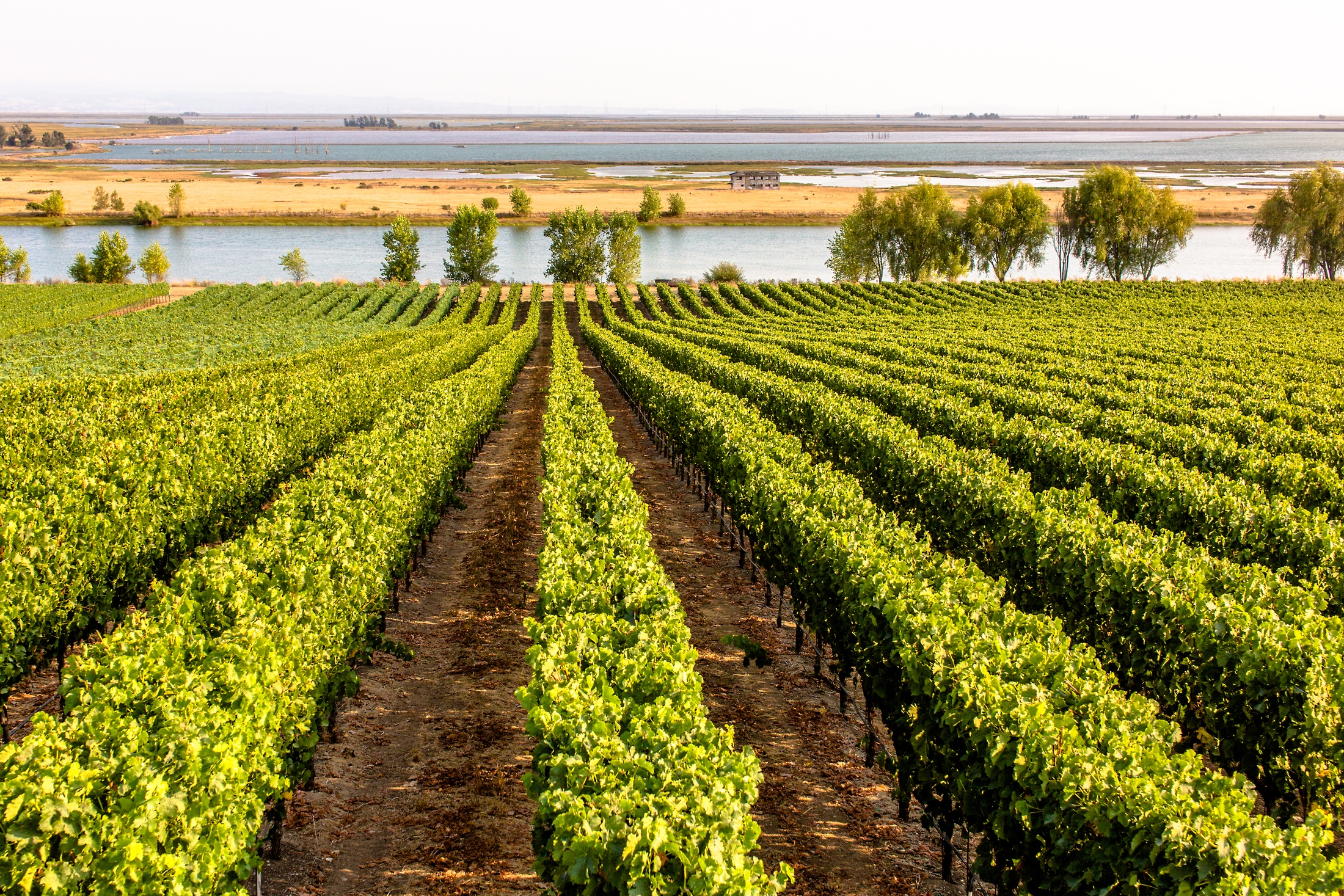 Vineyards On The North Edge of San Pablo Bay with San Francisco Bay Beyond