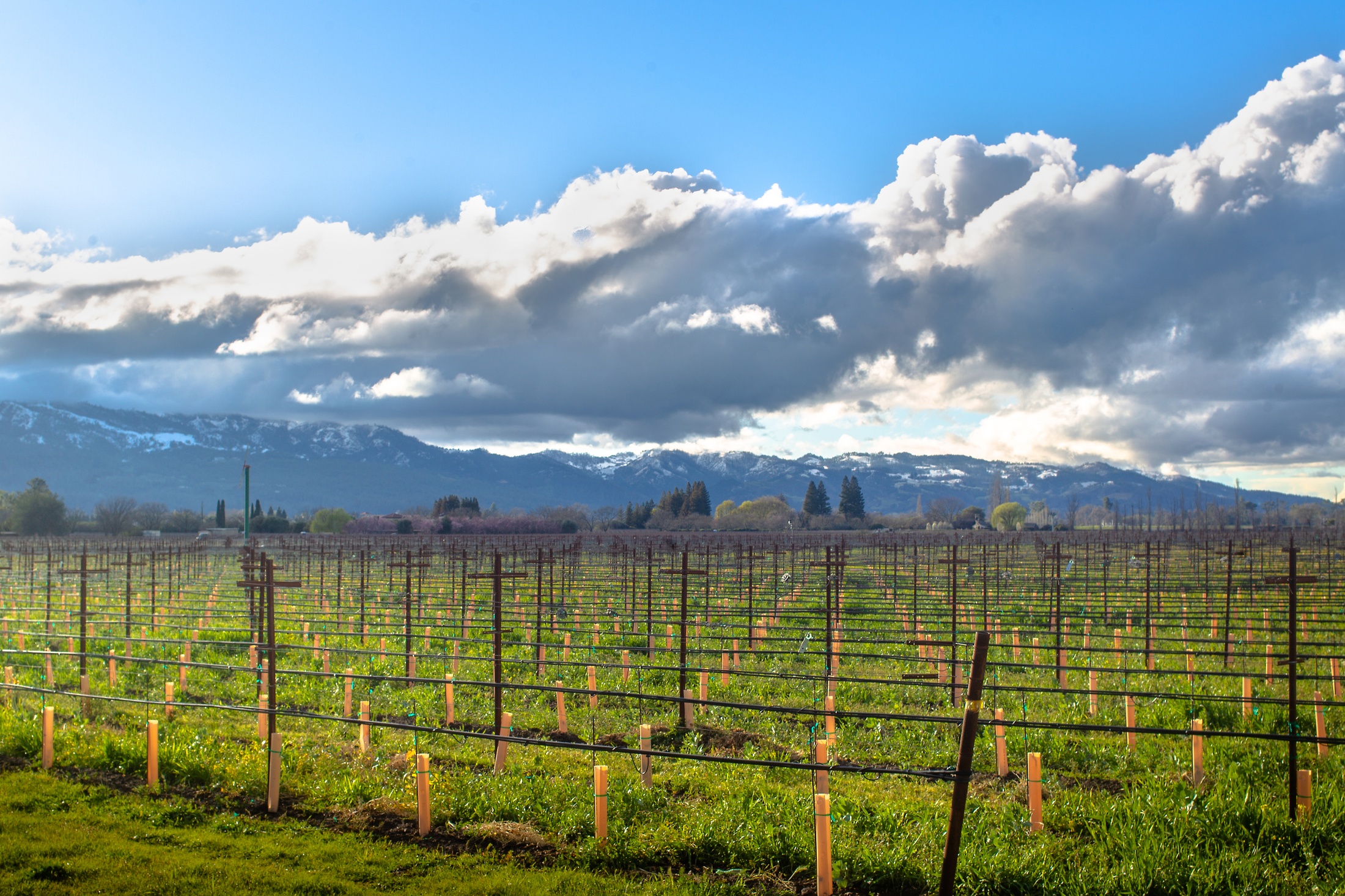 Snow On the East Hills During Premiere Napa