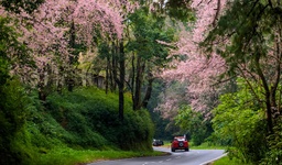 Shillong%20cherry%20blossom%20meghalaya.jpg