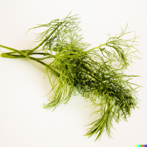 Fennel