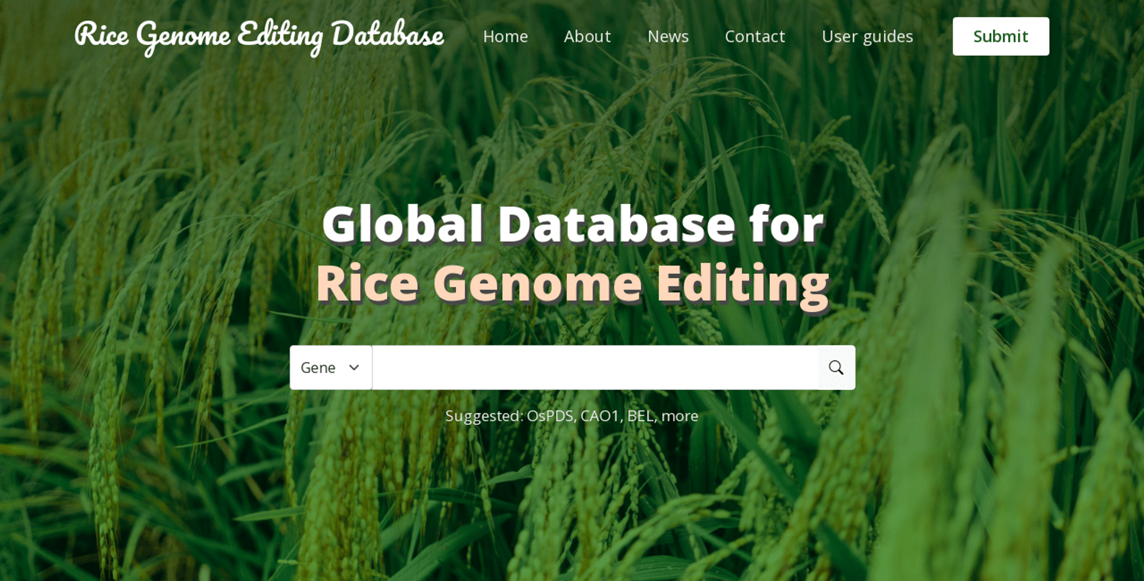 Global Database for Rice Genome Editing, BSMRAU, website, organizational website, ExomeIT, Websytar