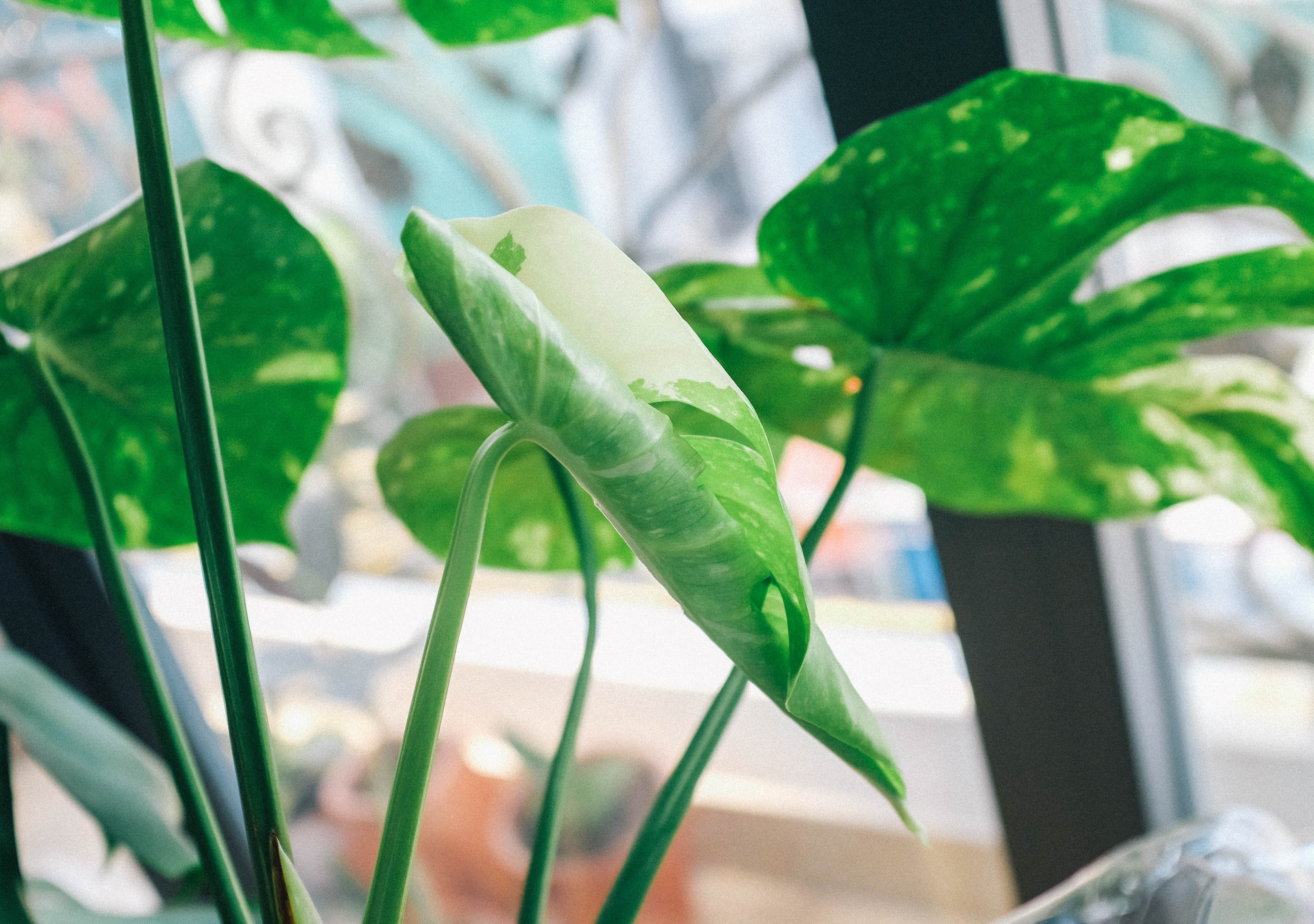 Flora | How to Care for Your Monstera Plant