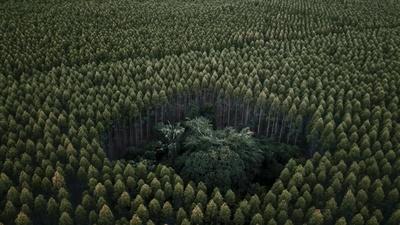 The silent “forest”