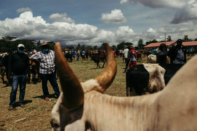 Maasai market day, where men and boys gather to sell and trade livestock. 