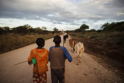  Two Maasai boys bringing the cows home, mere kilometers from the main gate of Amboseli National Park in southern Kenya. 