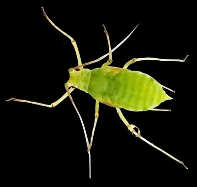 Aphid parasite insect