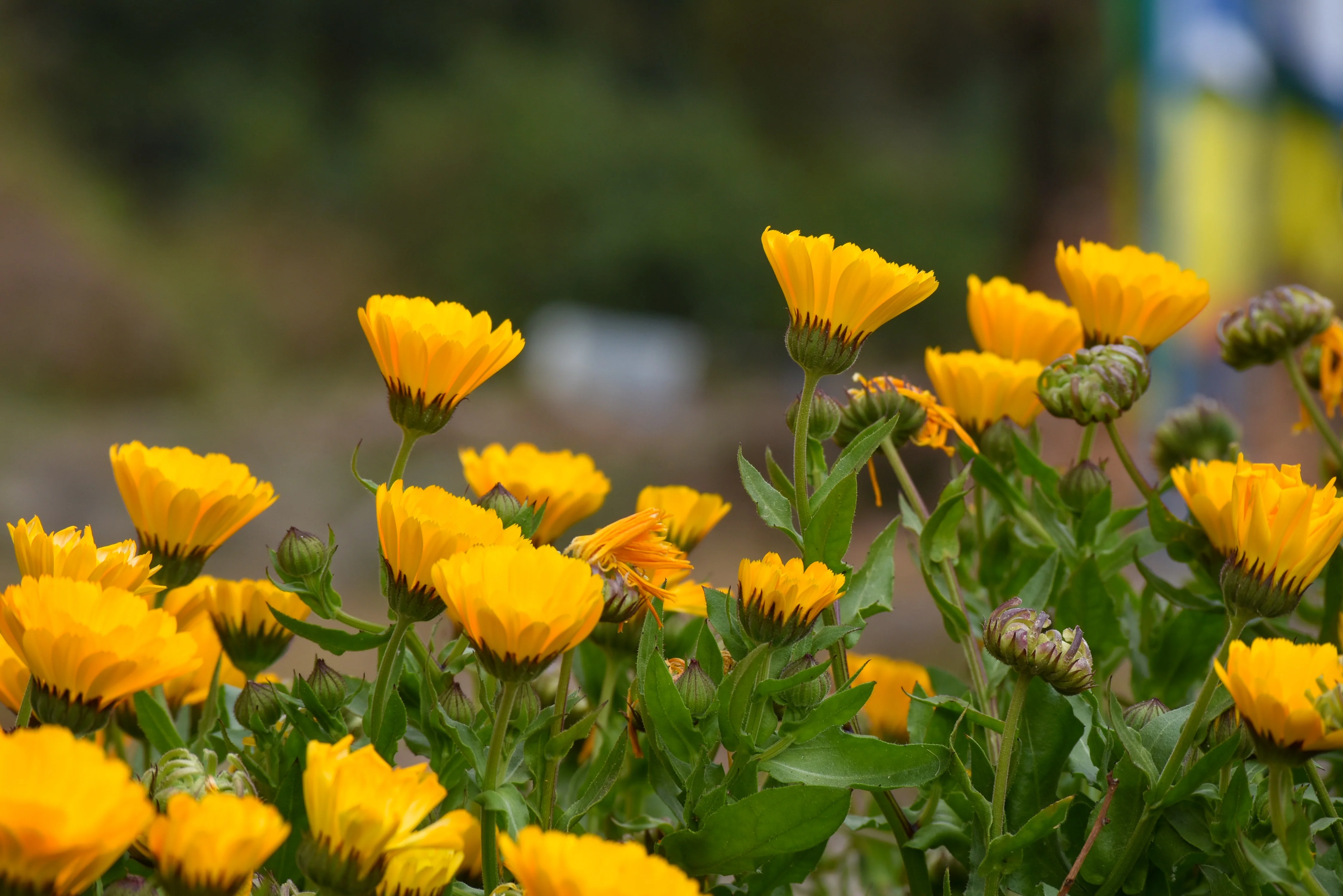 Marigolds