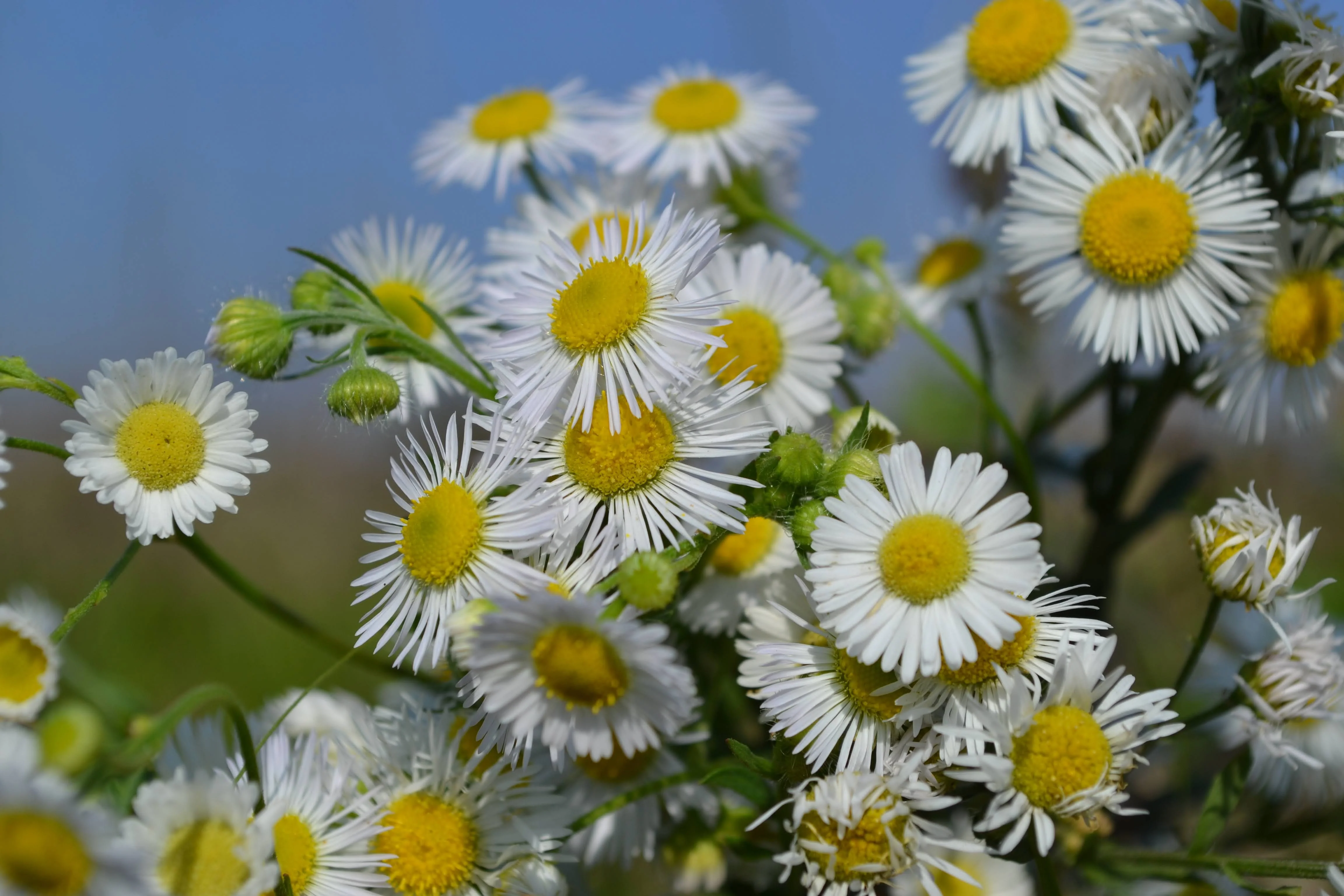 Chamomile