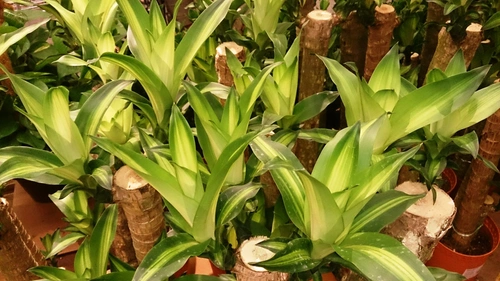 dracaena_fragrans_1-1648516804644.webp