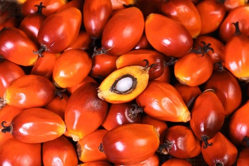 palm oil.jpeg
