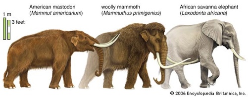 Mastodons-mammoths-animals-Paleo-Indians-size-elephants-African.jpg