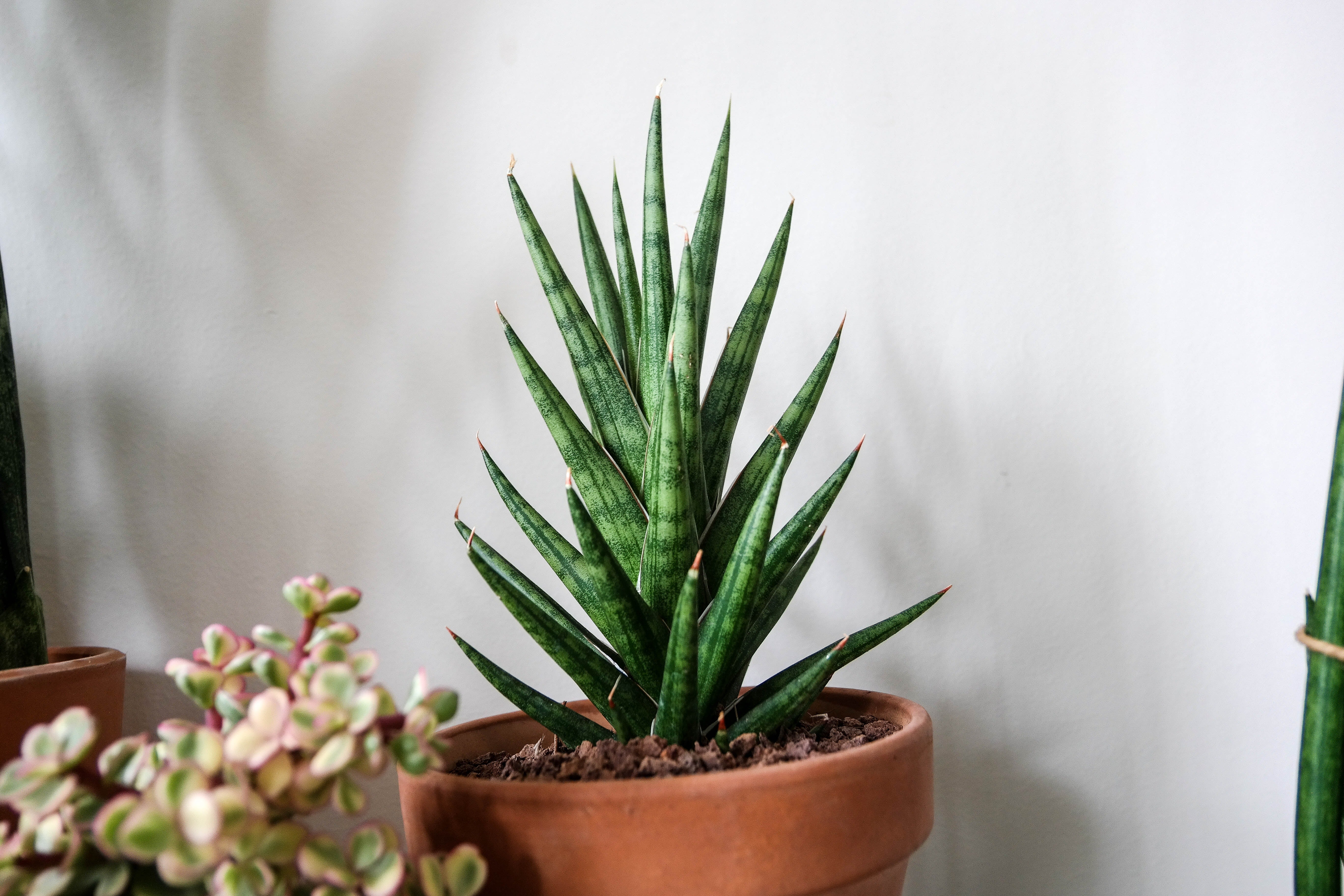 Aloe Vera plant