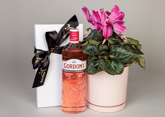 Cyclamen Plant, Gin and Gourmet Chocolate