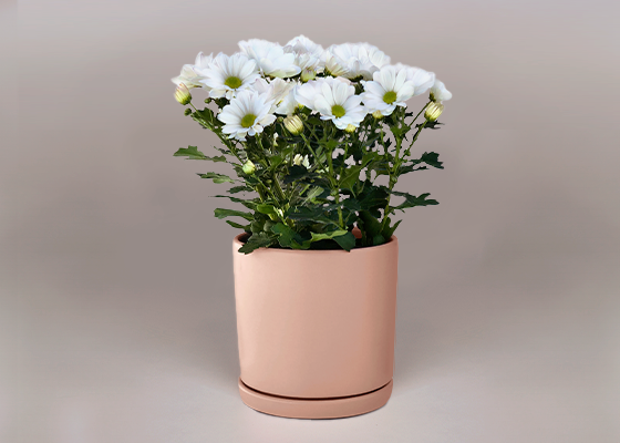 Chrysanthemum Pot Plant