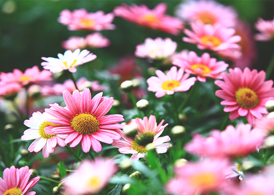 pink daisies