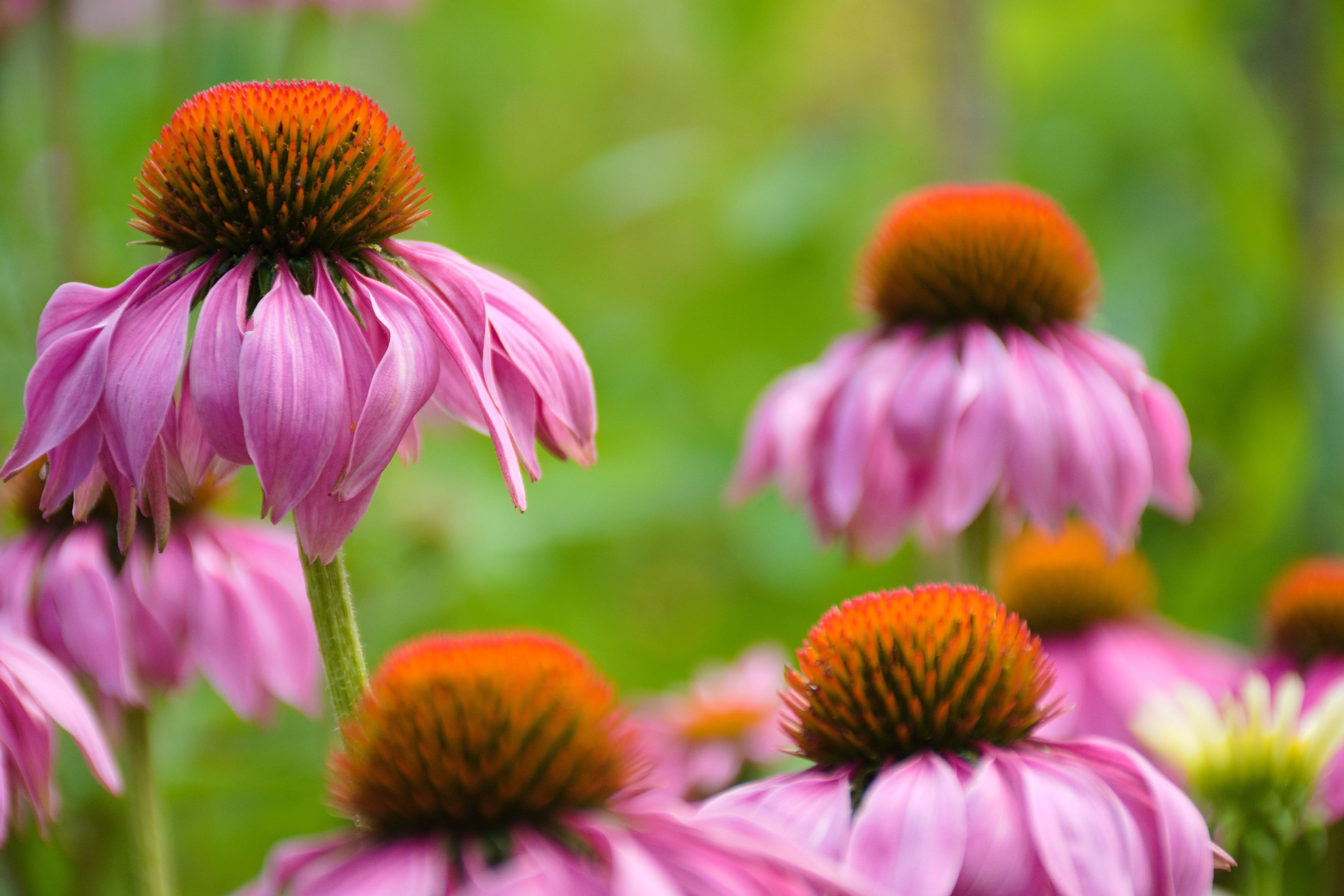 Coneflowers