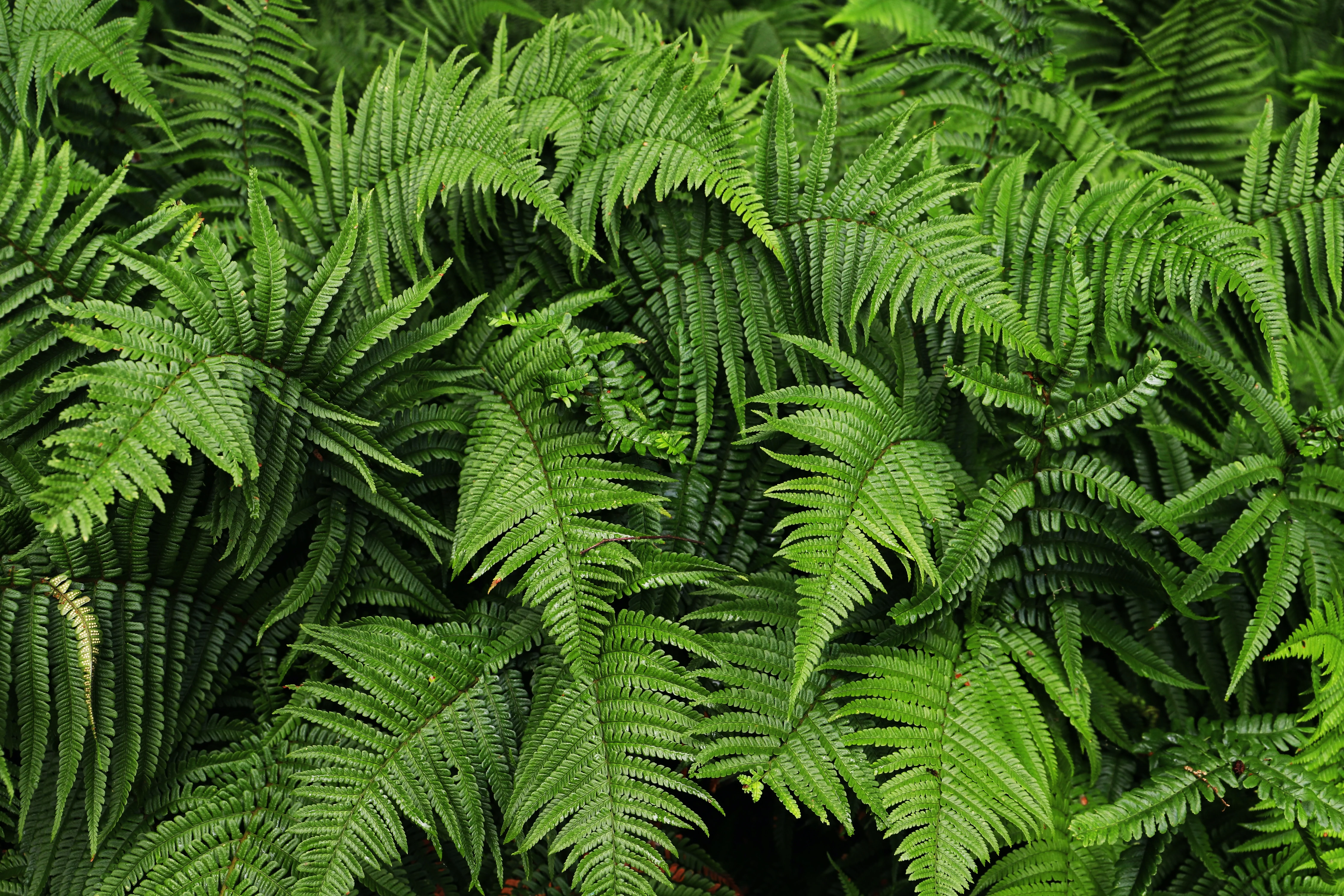 Lady Fern