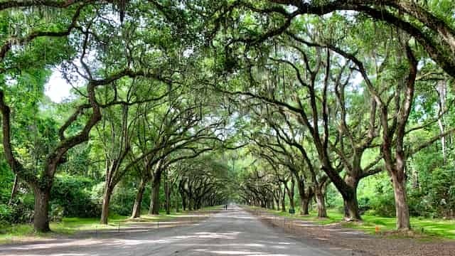 A tree-lined road in rural Georgia | Bellhop