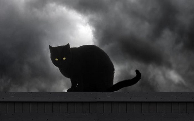Black Cat Halloween.jpg