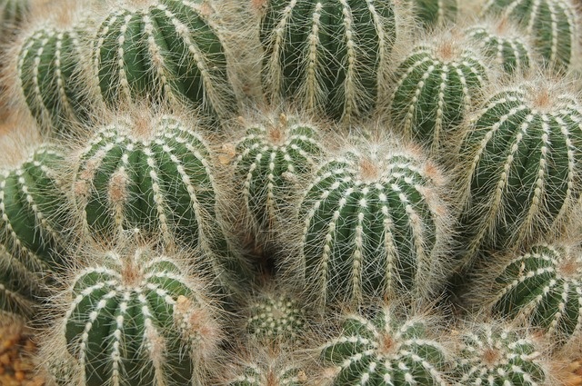 cactus-ga054567fc_640.jpg