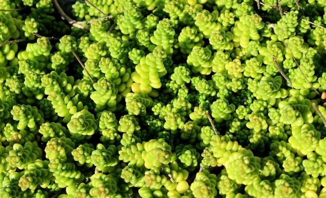 sedum-gffd6f090e_1280.jpg