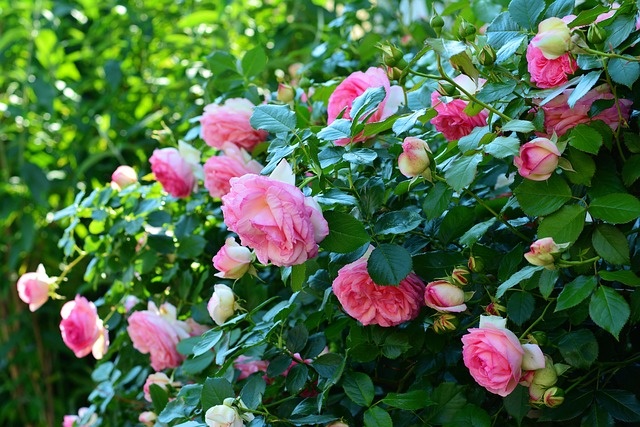 roses-g0a5641315_640.jpg