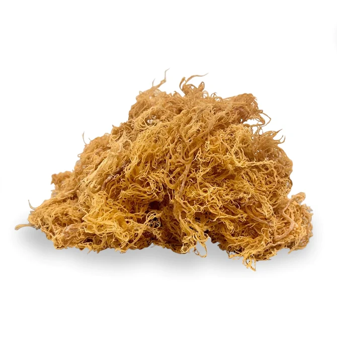 Raw gold sea moss