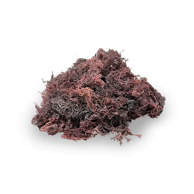 Raw purple sea moss.