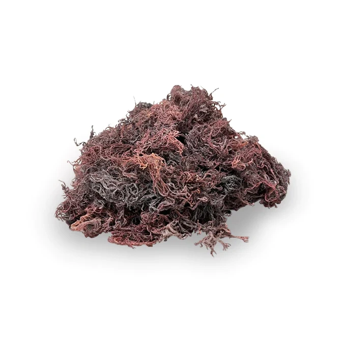 Dried purple sea moss.