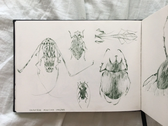 Carnet d'insectes