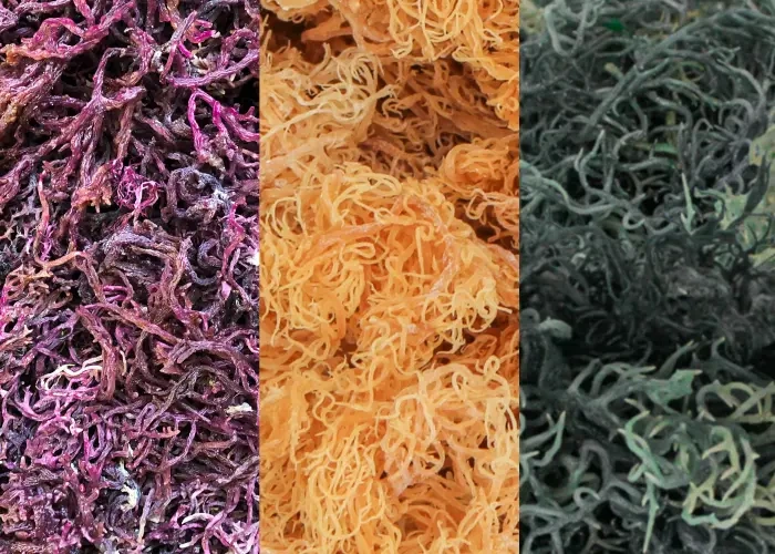 Purple sea moss vv. gold vs. green sea moss