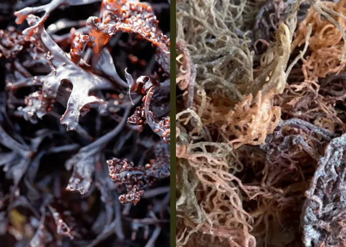 Irish Moss vs Sea Msss