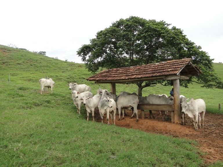 Cocho coberto no sistema de produção