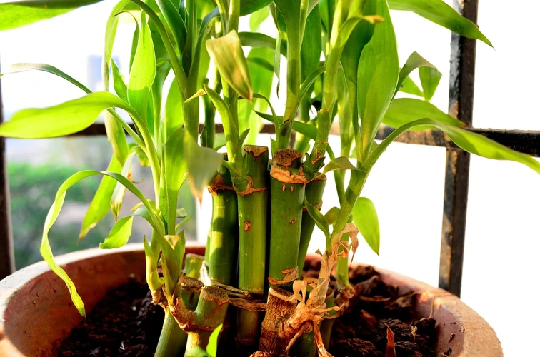 Flora  How to Grow and Care for Lucky Bamboo