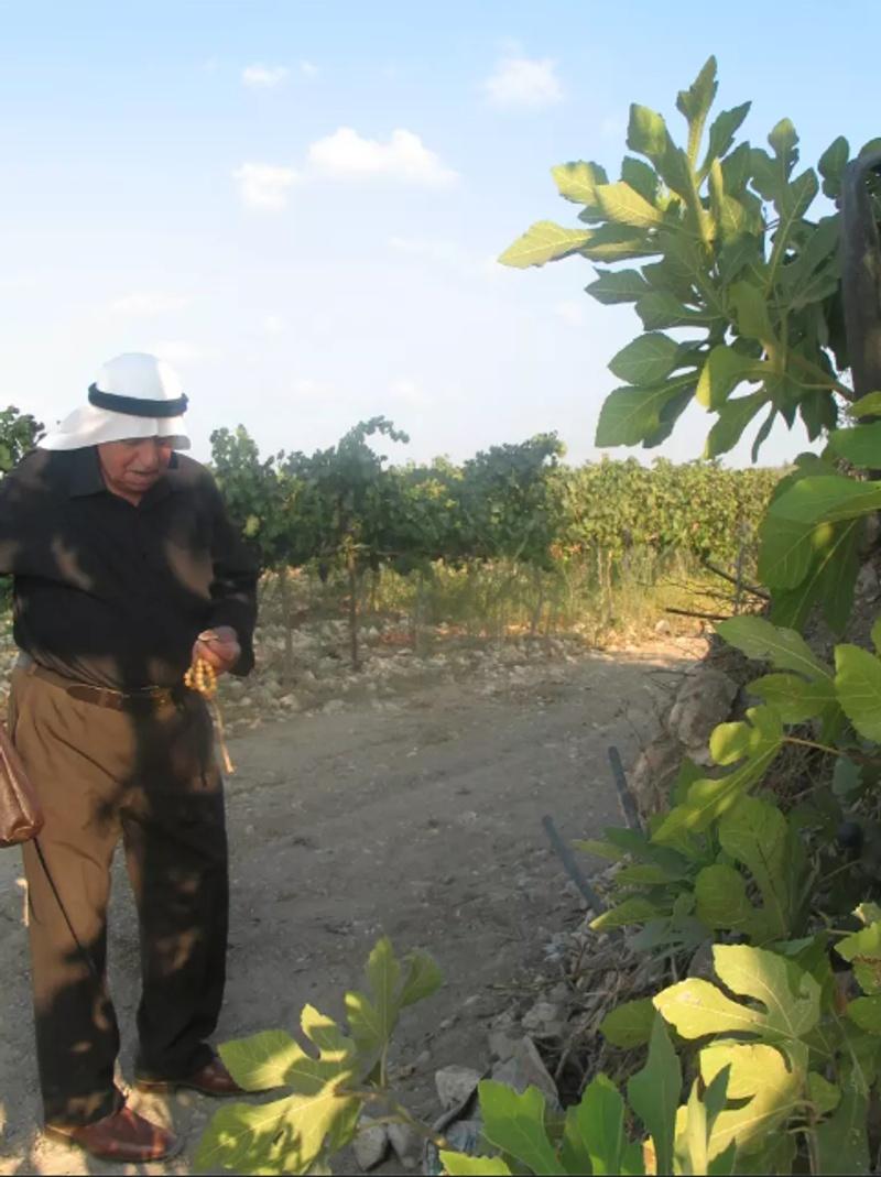 Jalal Mohammed Thiab Albess picking figs in Saidoun in 2011. Photo by Saba’ Nader Jalal Albess