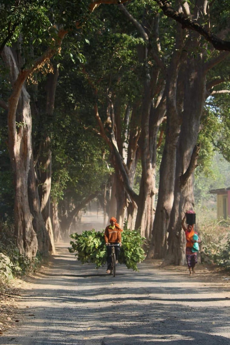 আমাদের পথের পাঁচালী